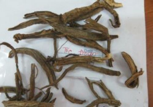 Tục đoạn: Không chỉ là vị thuốc chữa đau nhức gân xương!