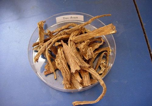 TỤC ĐOẠN - 9 CÔNG DỤNG ĐẶC BIỆT VỚI BỆNH ĐAU XƯƠNG KHỚP