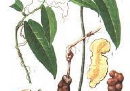 Thổ phục linh: Vị thuốc trừ phong thấp, mạnh gân xương