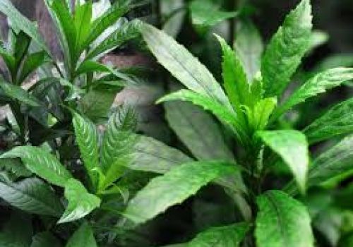 Loại rau gia vị rẻ tiền cực tốt cho xương khớp